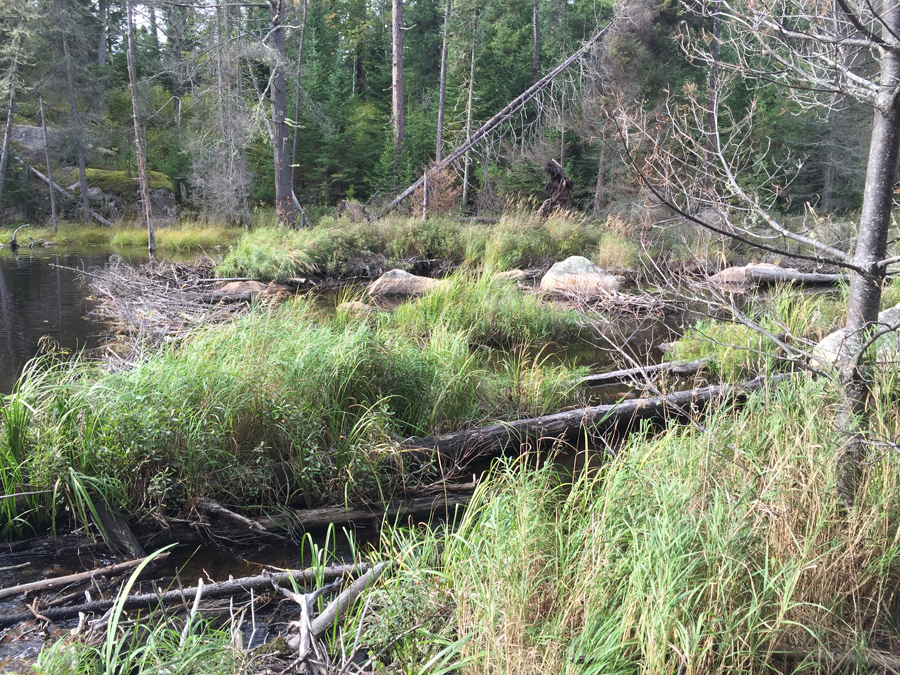 Beaver dam at north end of Angleworm Lake in BWCA