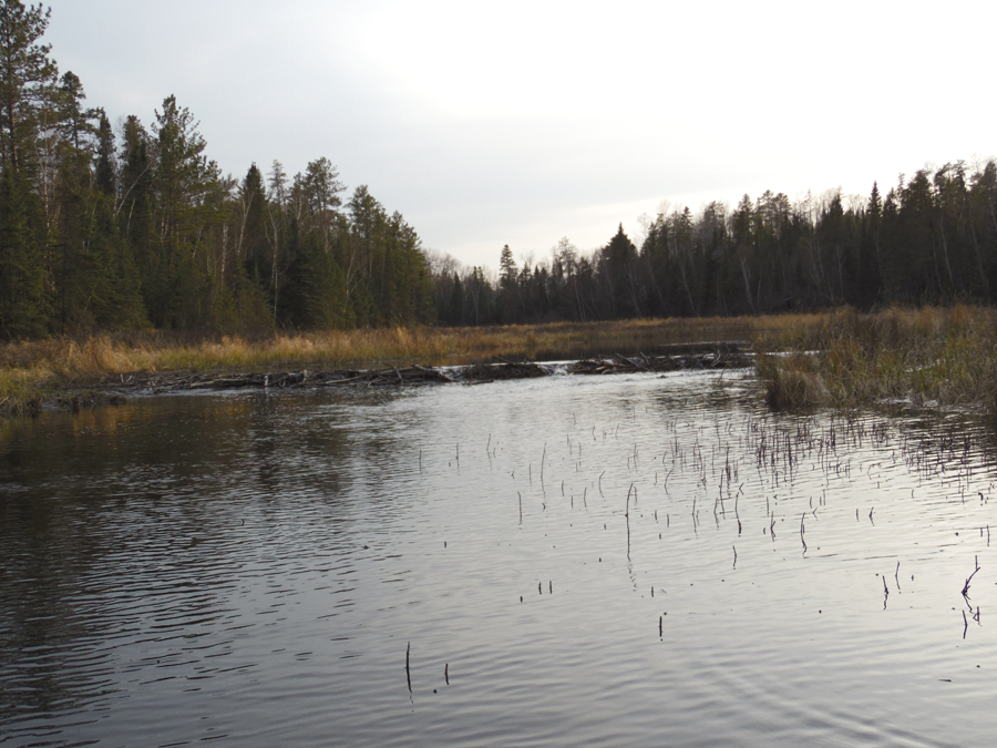 Beaver dam encountered between entry point landing and Mudro Lake