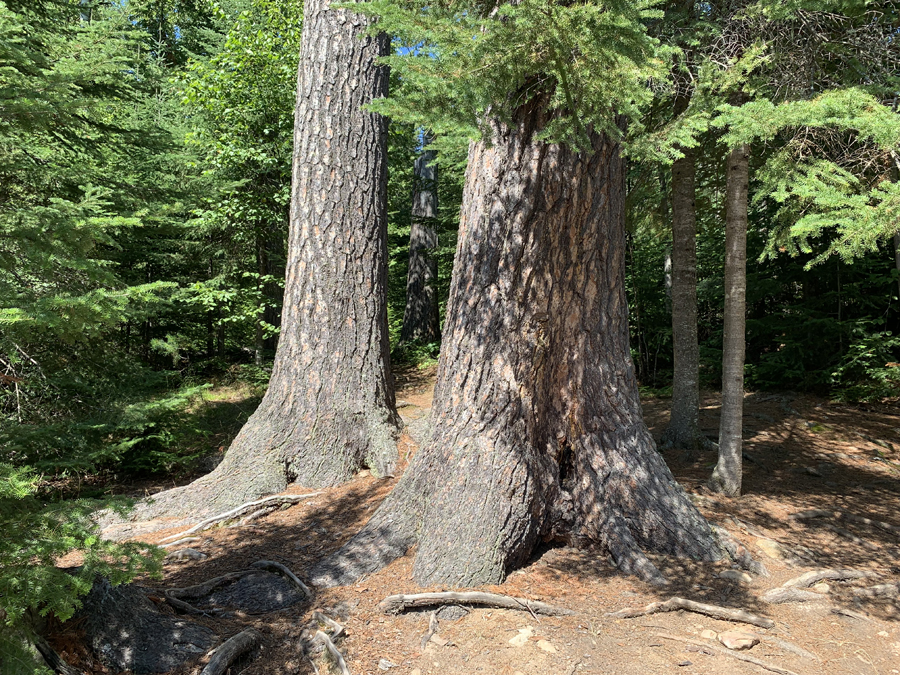 Alder Lake Campsite 5