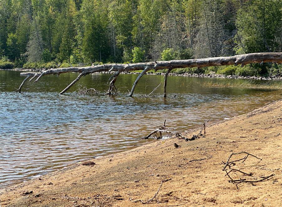 Clove Lake Campsite 11