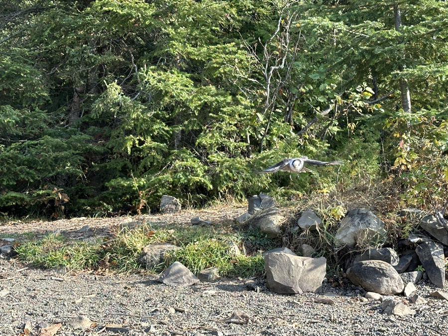 Daniels Lake Campsite 11