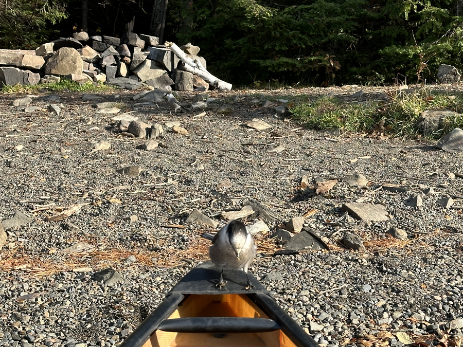 Daniels Lake Campsite 12