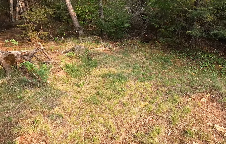 Rose Lake Campsite 4