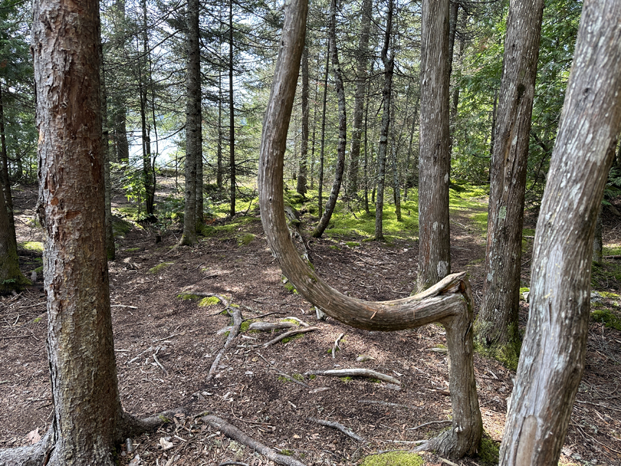 Perent Lake Campsite 11