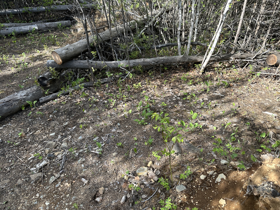 South Wilder Lake Campsite 4